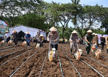 Polda Sulut dan Jajaran Tanam Jagung Serentak di Lahan Seluas 105,7 Hektar