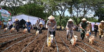 Polda Sulut dan Jajaran Tanam Jagung Serentak di Lahan Seluas 105,7 Hektar